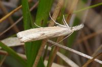 Agriphila inquinatella