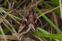 Autographa gamma