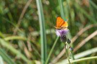 Lycaena dispar