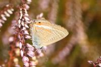 Lampides boeticus