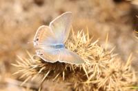 Lampides boeticus