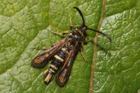 Bembecia iberica