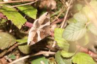 Dysgonia algira