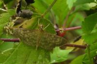 Patania ruralis
