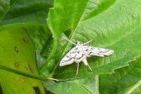 Nymphula nitidulata