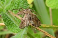Cataclysta lemnata