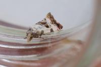 Cochylis hybridella