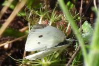 Pieris napi
