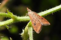 Udea ferrugalis