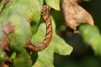 Cyclophora punctaria