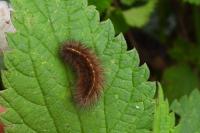 Spilosoma lubricipeda