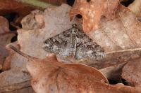 Agriopis leucophaearia