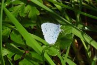 Celastrina argiolus