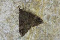 Hypena obsitalis