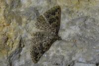 Alucita hexadactyla