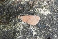 Orthosia cerasi