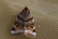 Euclidia glyphica