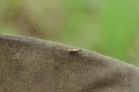 Micropterix tunbergella