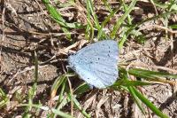 Celastrina argiolus
