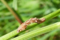 Timandra comae