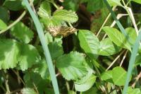 Chiasmia clathrata