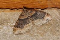 Xanthorhoe ferrugata
