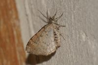 Xanthorhoe ferrugata