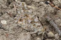 Vanessa cardui