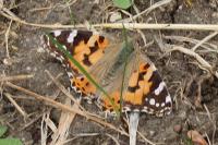 Vanessa cardui