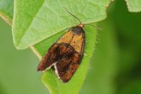 Ptycholoma lecheana