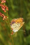 Lycaena tityrus