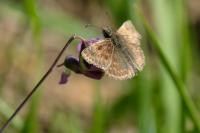 Erynnis tages