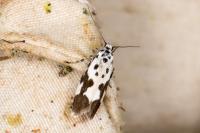 Ethmia quadrillella