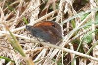 Coenonympha pamphilus