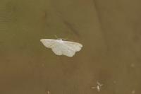 Scopula immutata
