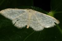Idaea subsericeata