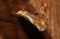 Metalampra