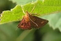 Pyrausta aurata