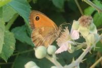 Pyronia tithonus