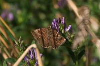 Erynnis tages