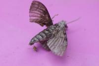 Agrius convolvuli
