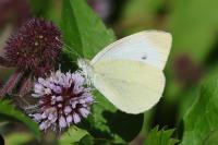 Pieris brassicae