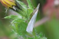 Crambus perlellus