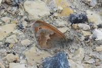 Pyronia tithonus