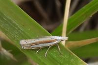 Crambus pascuella