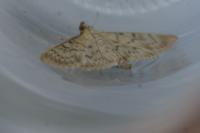 Patania ruralis