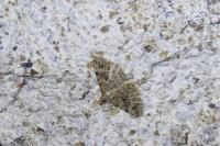 Alucita hexadactyla