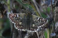 Pyrgus armoricanus