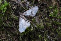 Agriopis leucophaearia