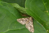 Agriopis leucophaearia